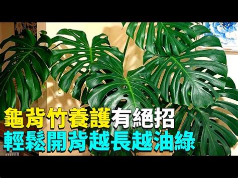 龜背芋可以放室內嗎|【室內觀葉植物】綠手指必知的龜背芋5個秘密，加碼。